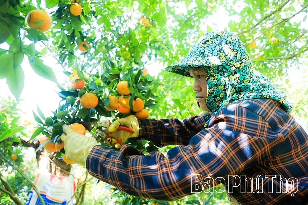 Đánh thức tiềm năng của Vân Sơn