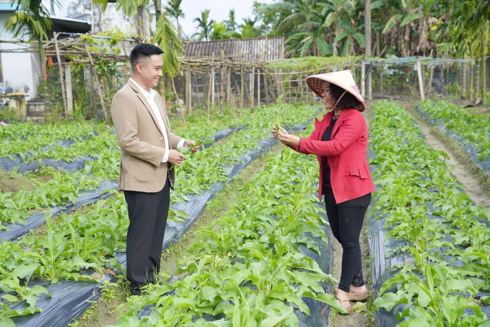 PHÁT TRIỂN BỀN VỮNG HỆ SINH THÁI SÂM NỮ HOÀNG: Chiến lược liên kết nông dân - doanh nghiệp - thị trường