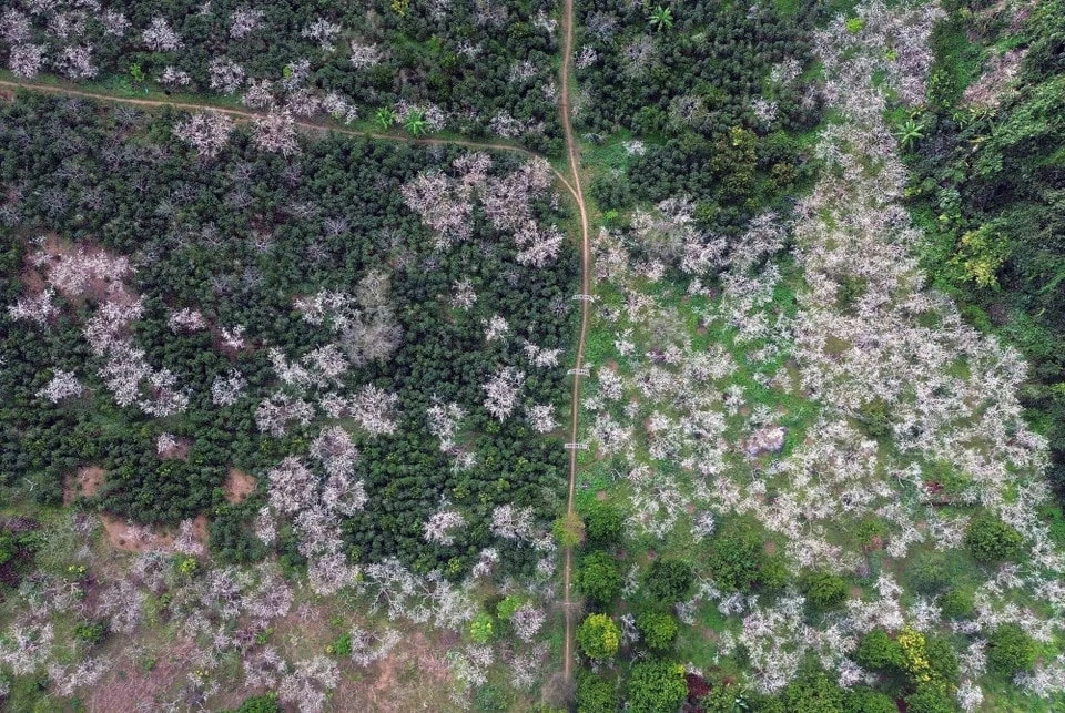 Hoa mận bung nở, phủ màu trắng tinh khôi lên núi rừng Tây Bắc