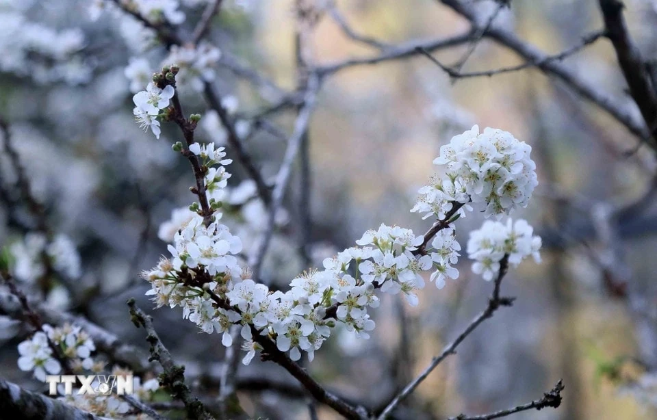 Hoa mận bung nở, phủ màu trắng tinh khôi lên núi rừng Tây Bắc