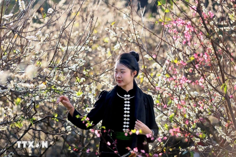 Hoa mận bung nở, phủ màu trắng tinh khôi lên núi rừng Tây Bắc