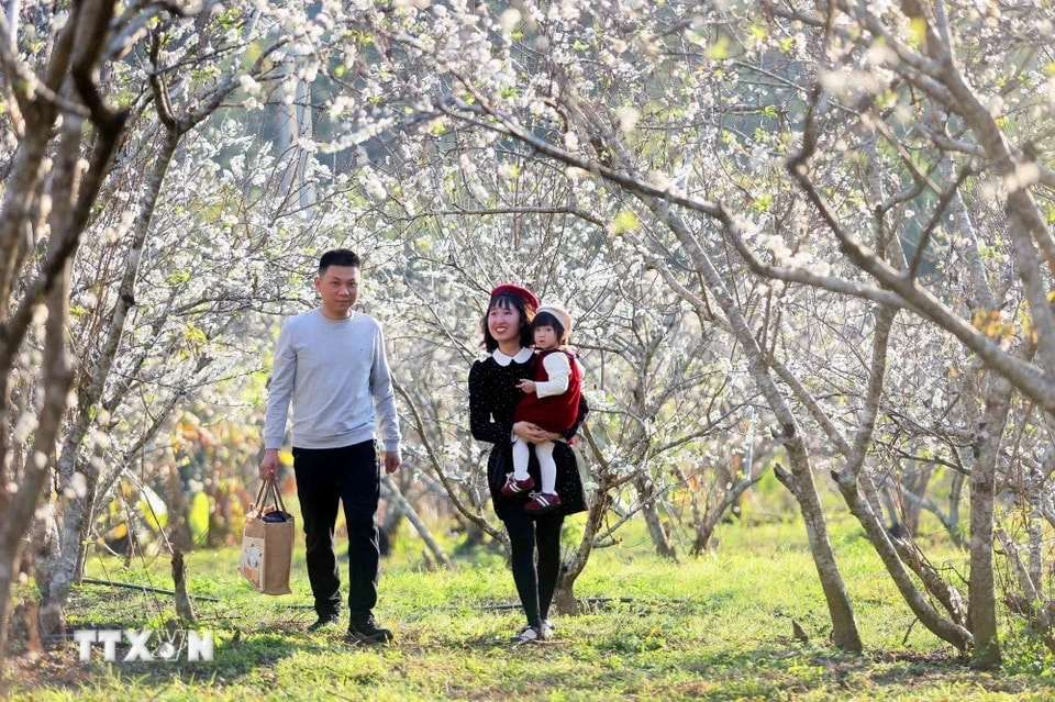 Hoa mận bung nở, phủ màu trắng tinh khôi lên núi rừng Tây Bắc