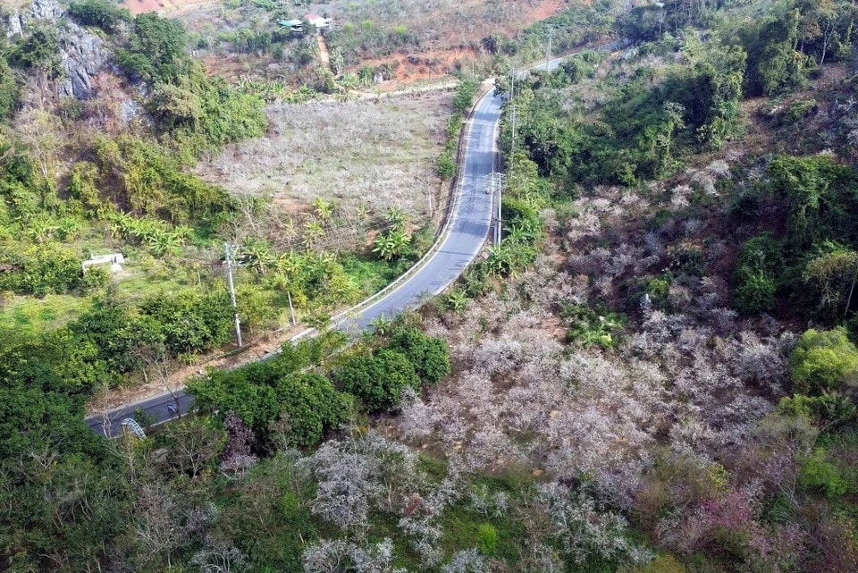 Hoa mận bung nở, phủ màu trắng tinh khôi lên núi rừng Tây Bắc
