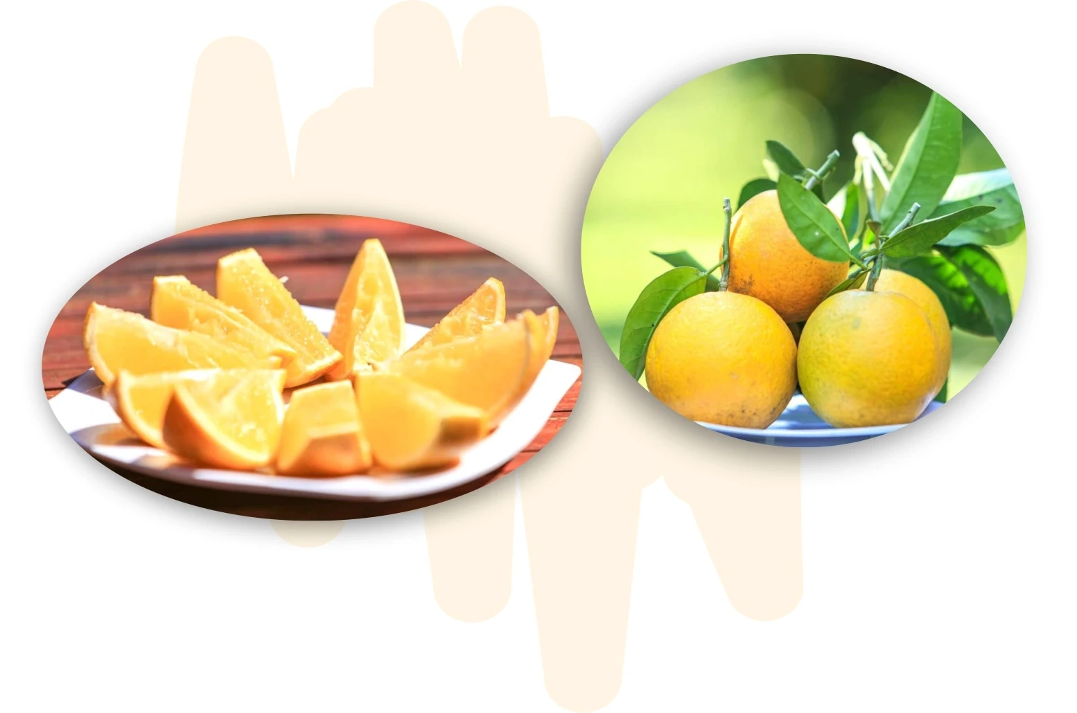 Vị ngọt vùng đất gió