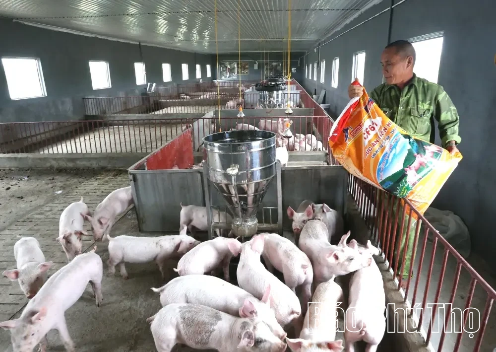 Ứng dụng công nghệ số trong chăn nuôi tập trung