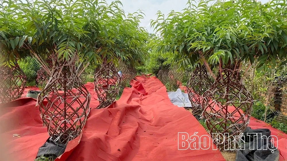 Unique Vase-Shaped Peach Blossoms for Tet