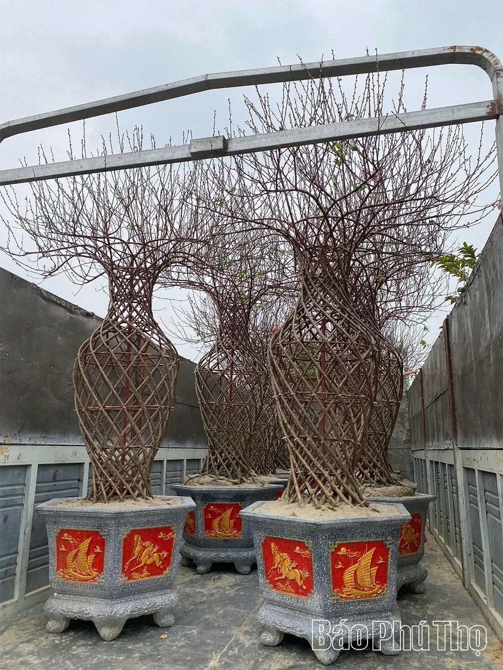 Unique Vase-Shaped Peach Blossoms for Tet