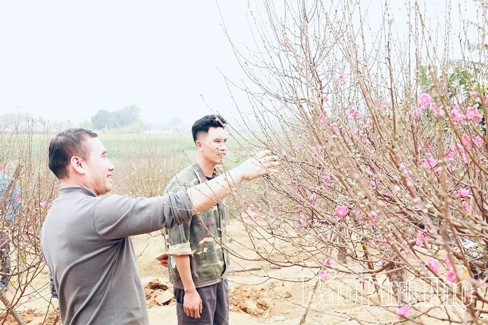 Unique Vase-Shaped Peach Blossoms for Tet