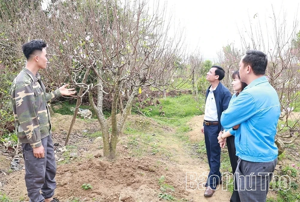 Unique Vase-Shaped Peach Blossoms for Tet