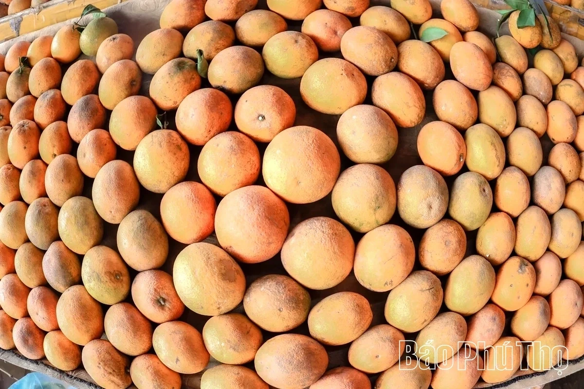 Bam Market – A Springtime Destination for Agricultural Specialties