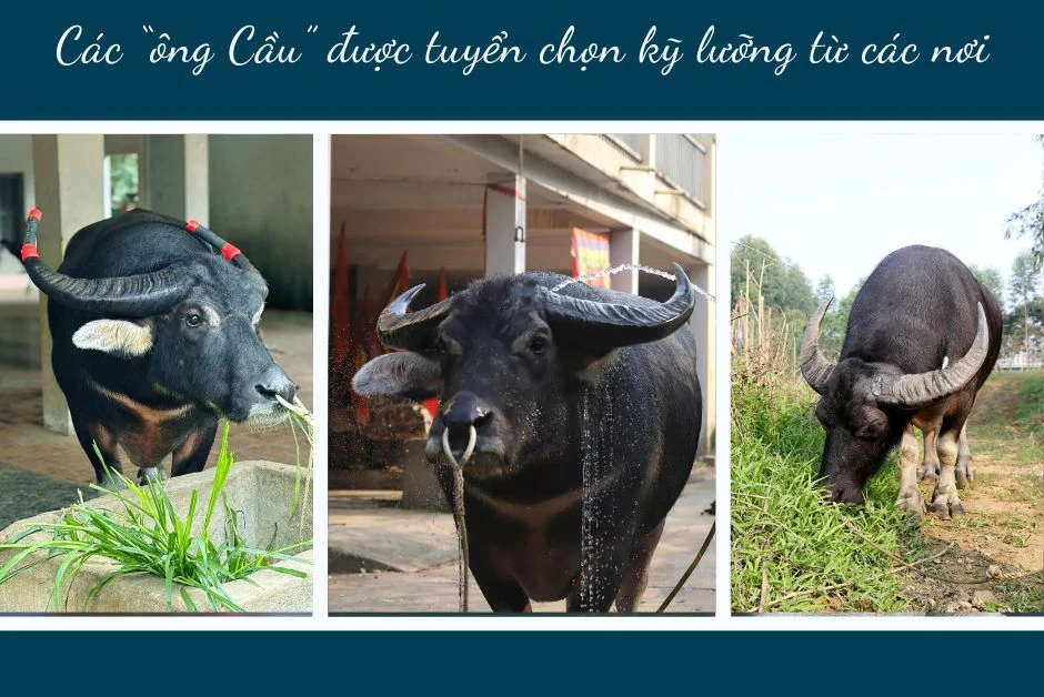 Nghề nuôi trâu chọi ở Hải Lựu