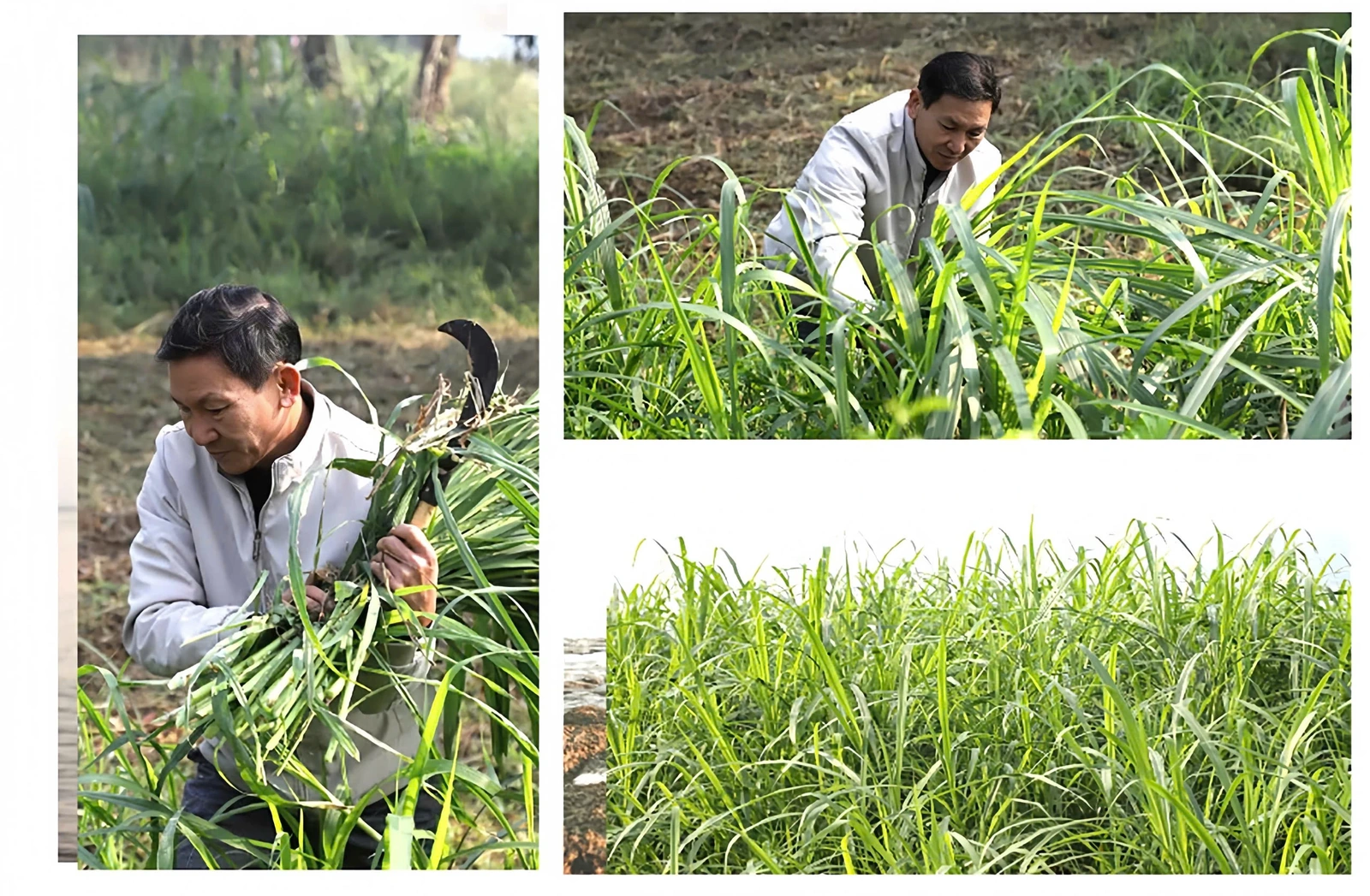 Nghề nuôi trâu chọi ở Hải Lựu