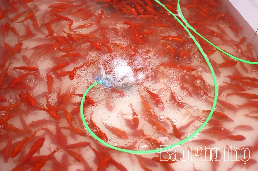 Sắm “xế đỏ” tiễn táo quân