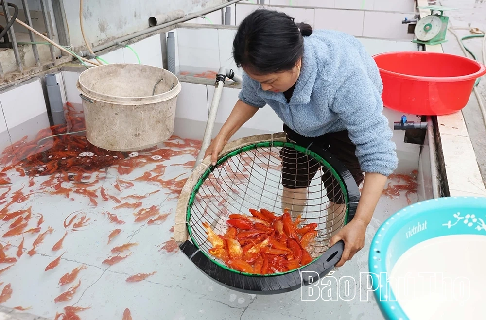 Sắm “xế đỏ” tiễn táo quân