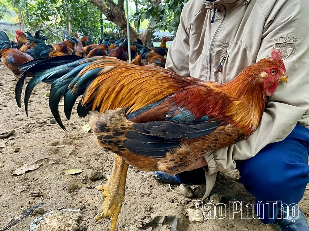 Gà “cầu” - Đặc sản hút khách dịp Tết ở Quảng Yên