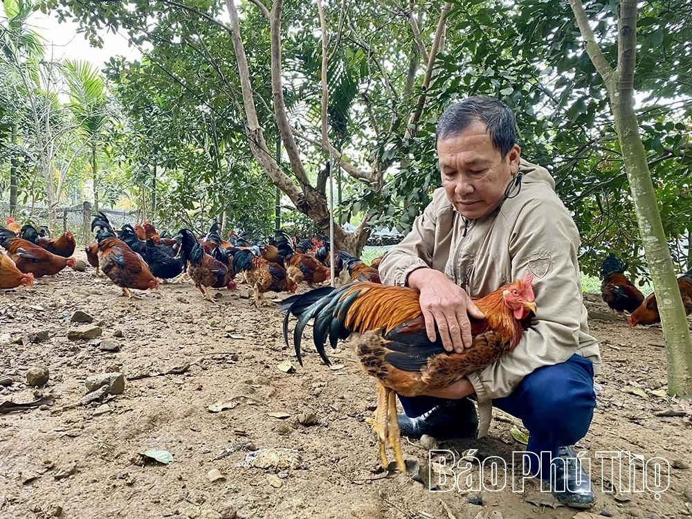 Gà “cầu” - Đặc sản hút khách dịp Tết ở Quảng Yên