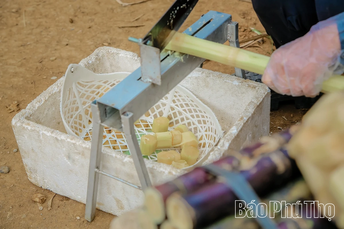 Chợ Bảm - điểm hẹn nông sản ngày Xuân