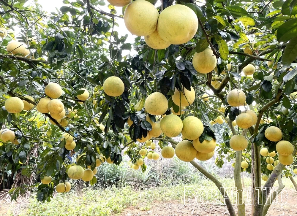 Ngọt thơm trái bưởi Vân Đồn