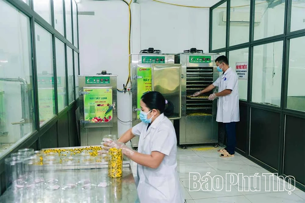 Trang trại hữu cơ Sen Vàng - Nơi thiên nhiên và lòng người hòa quyện