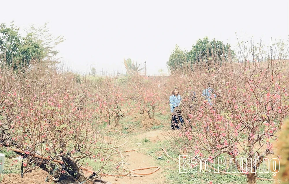 Độc đáo đào thế hình lục bình