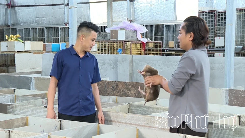 “Vua cầy vòi” dưới chân núi Tam Đảo