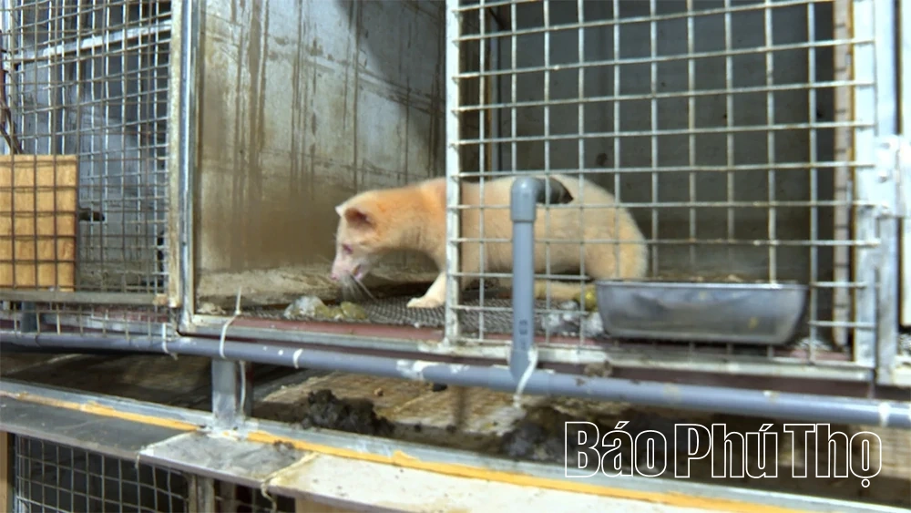 “Vua cầy vòi” dưới chân núi Tam Đảo