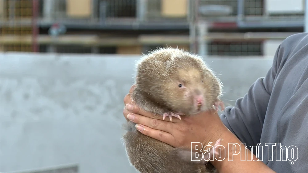 “Vua cầy vòi” dưới chân núi Tam Đảo