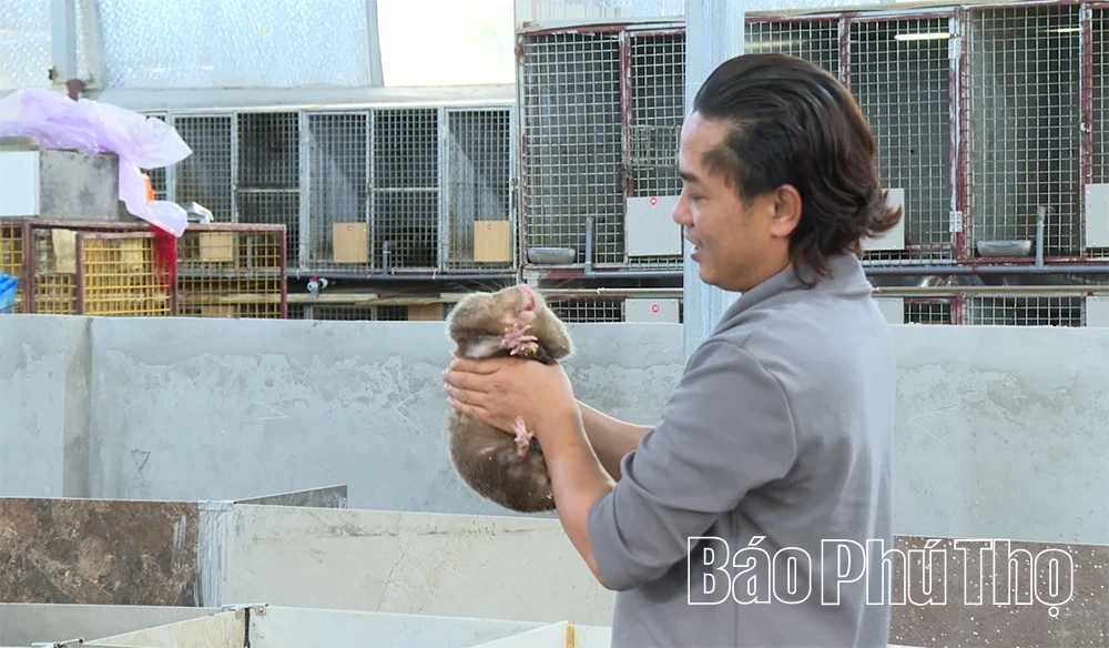 “Vua cầy vòi” dưới chân núi Tam Đảo