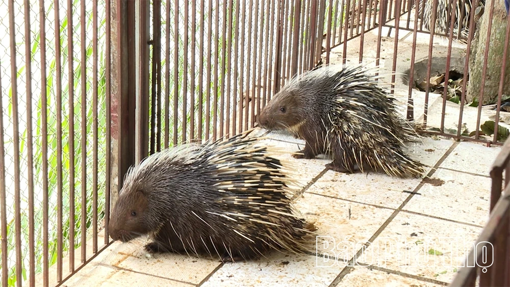 “Vua cầy vòi” dưới chân núi Tam Đảo