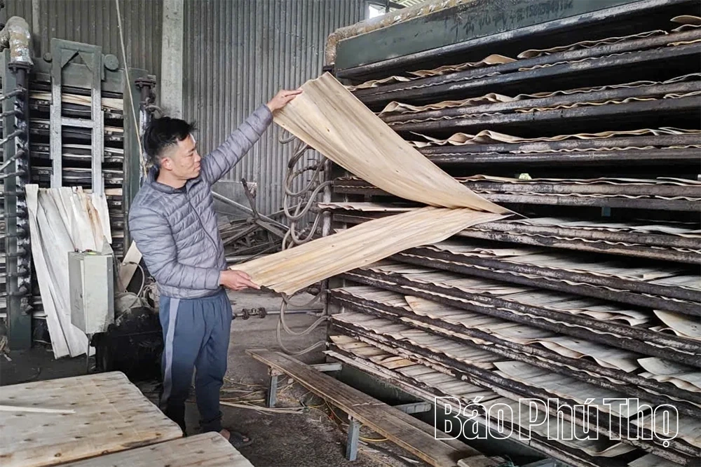 Từ thợ xây dựng đến chủ doanh nghiệp ván bóc