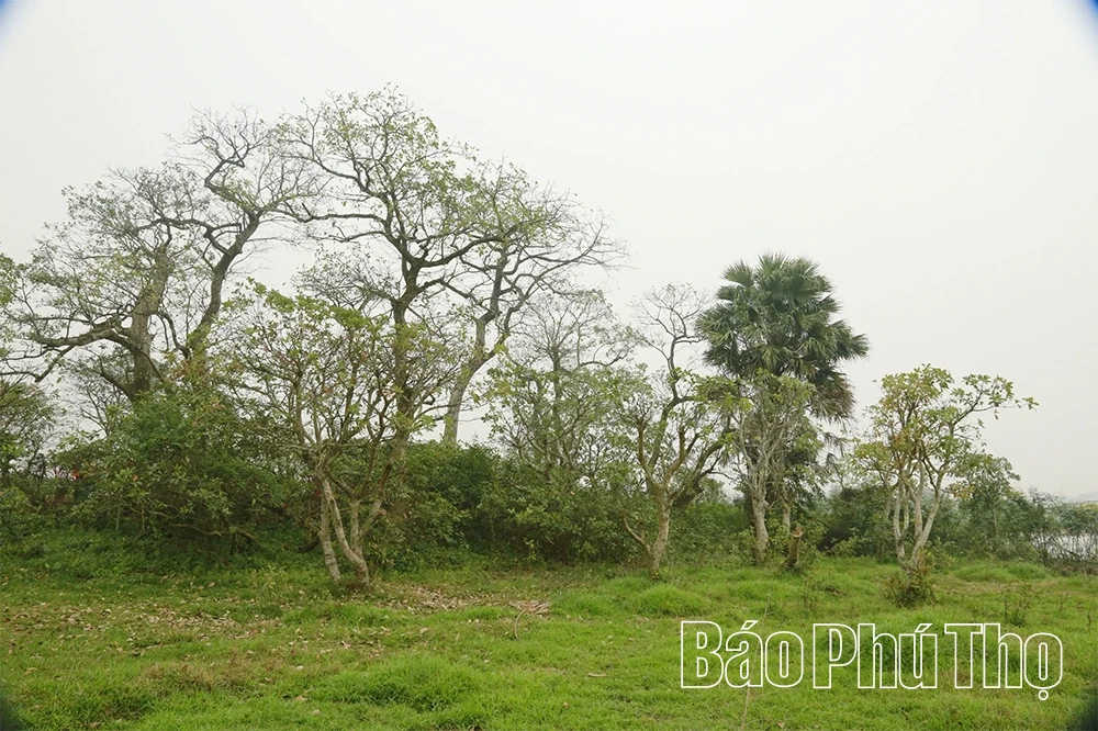Kho báu đồng Láng Chương