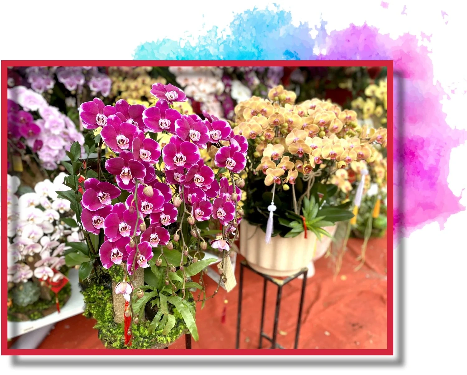 Rộn ràng thị trường hoa lan dịp Tết Nguyên đán 2026