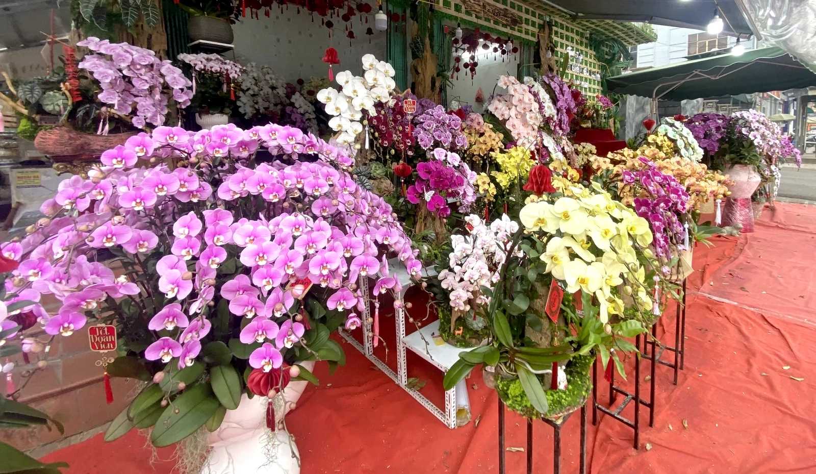 Rộn ràng thị trường hoa lan dịp Tết Nguyên đán 2026