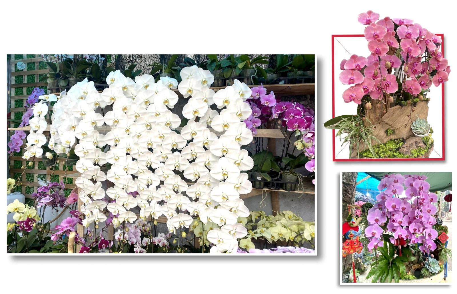 Rộn ràng thị trường hoa lan dịp Tết Nguyên đán 2026