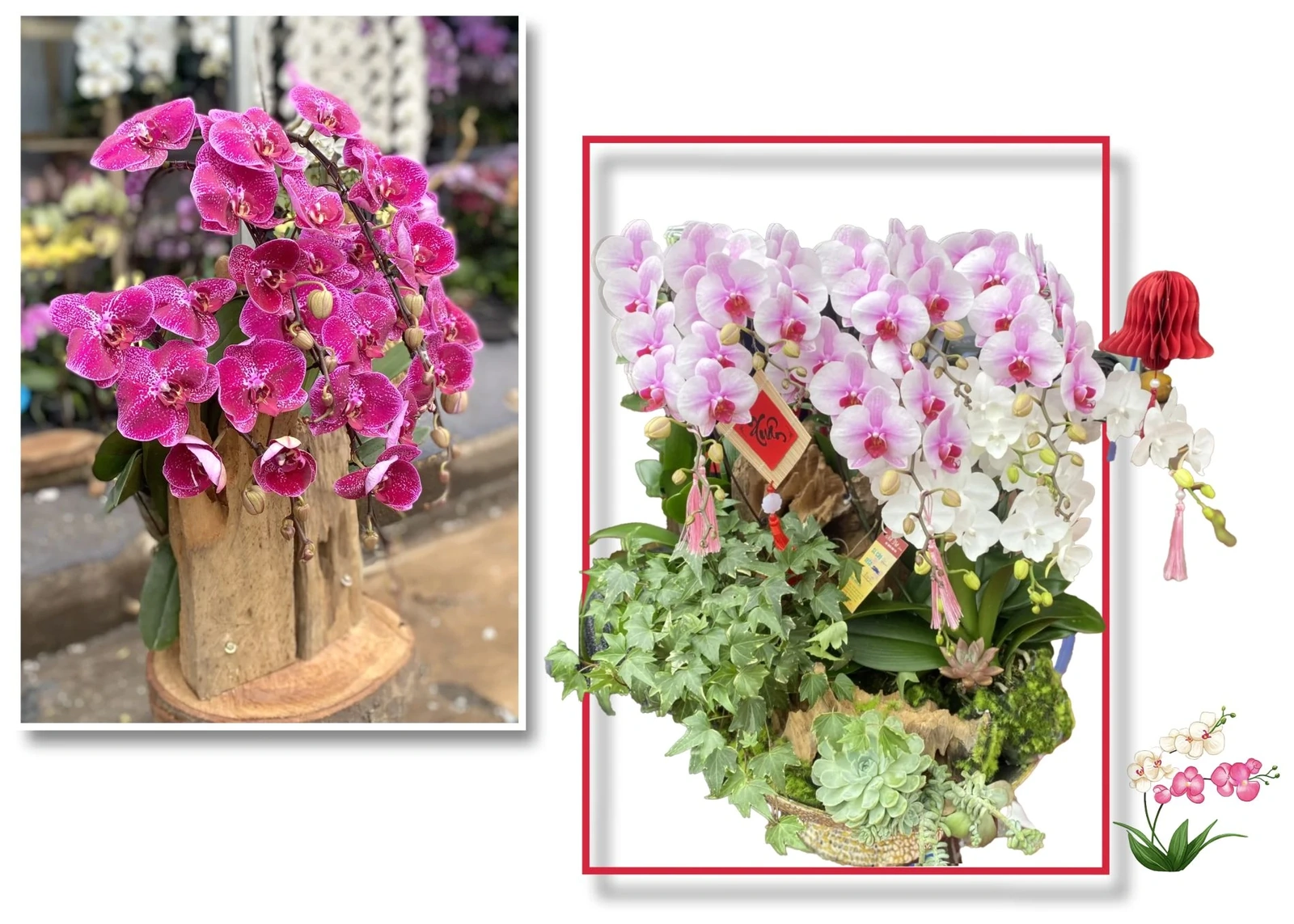 Rộn ràng thị trường hoa lan dịp Tết Nguyên đán 2026