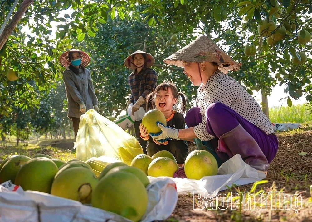 Ripe Pomelo Season – The Fragrance of Tet