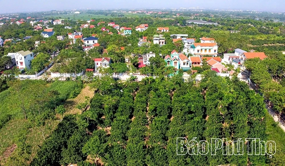 Ripe Pomelo Season – The Fragrance of Tet