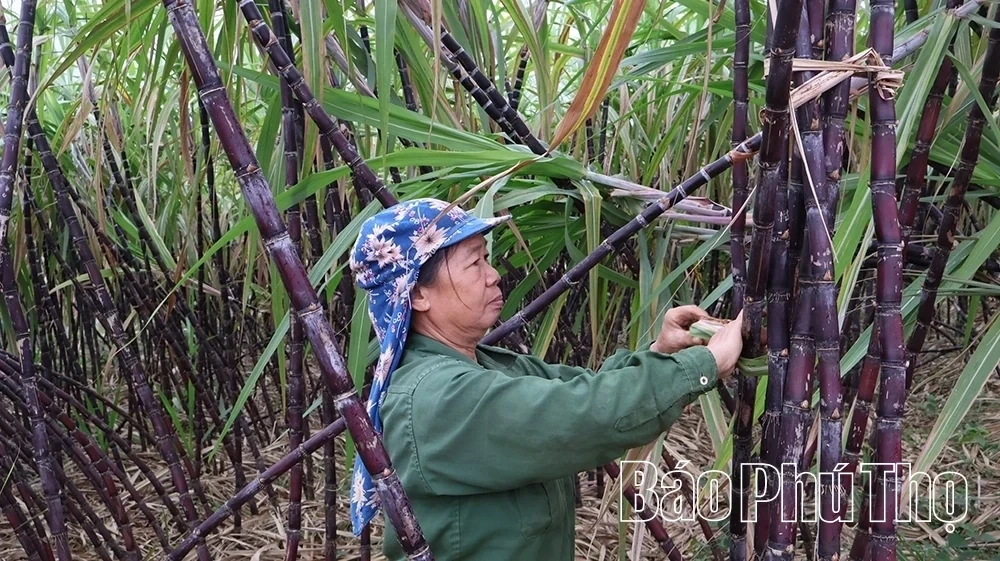 Purple Sugarcane Season in the Land of Muong Bi