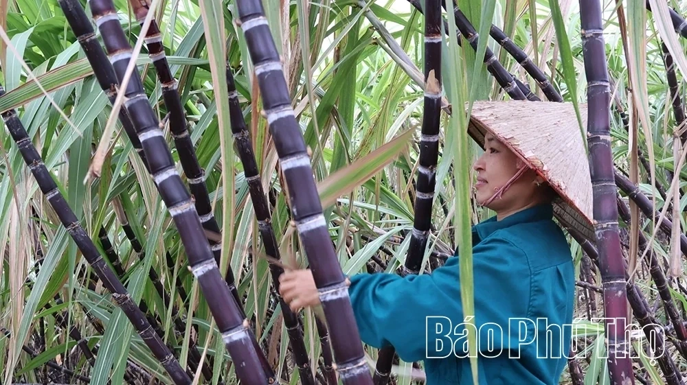 Purple Sugarcane Season in the Land of Muong Bi