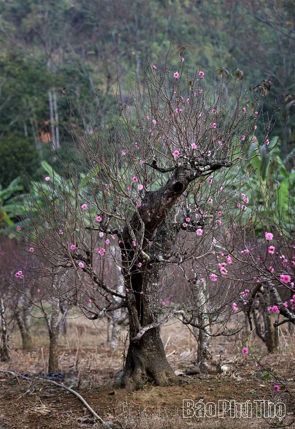 Peach Blossoms Signal the Arrival of Tet