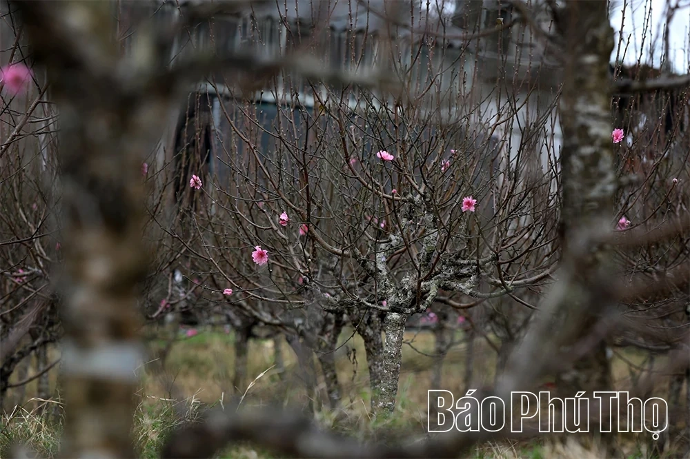 Peach Blossoms Signal the Arrival of Tet