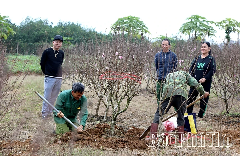 Peach Blossoms Signal the Arrival of Tet
