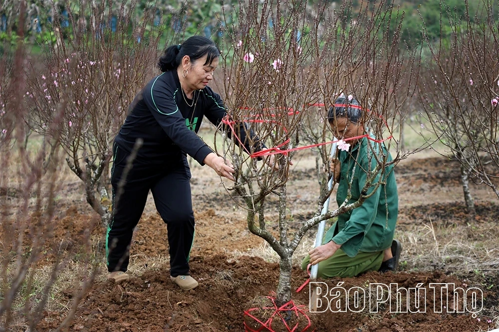 Peach Blossoms Signal the Arrival of Tet