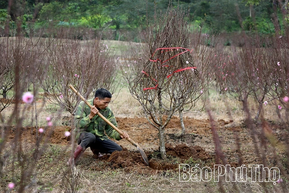 Peach Blossoms Signal the Arrival of Tet