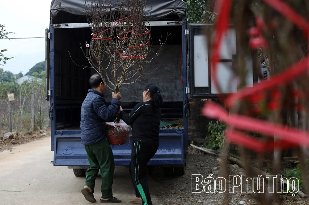 Peach Blossoms Signal the Arrival of Tet