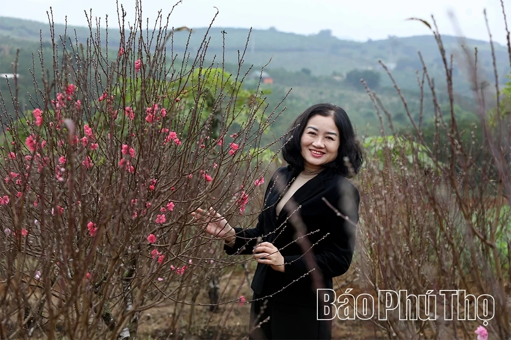 Peach Blossoms Signal the Arrival of Tet