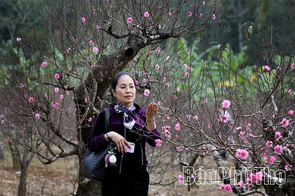Peach Blossoms Signal the Arrival of Tet