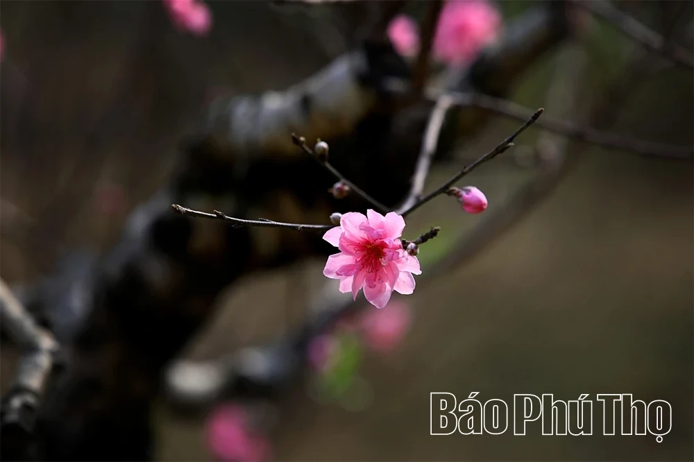 Peach Blossoms Signal the Arrival of Tet
