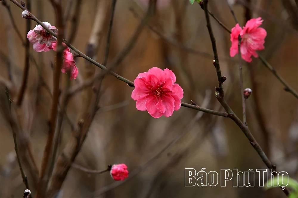 Peach Blossoms Signal the Arrival of Tet