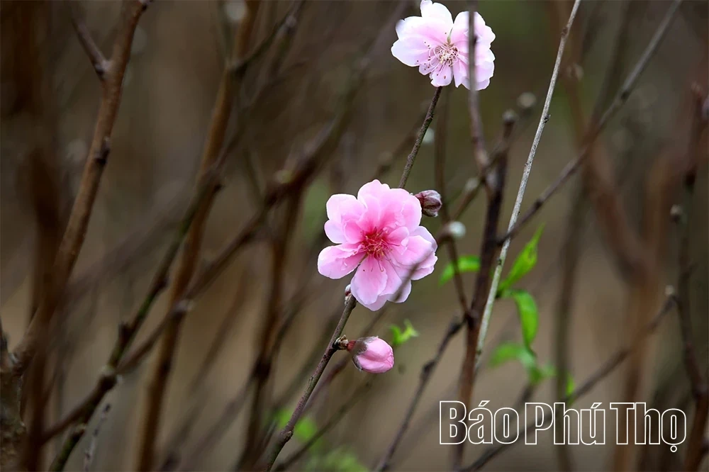 Peach Blossoms Signal the Arrival of Tet